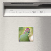 Closeup turaco of fischer magneet (Insitu (Vaatwasser))