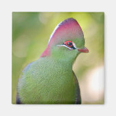 Closeup turaco of fischer magneet (Voorkant)