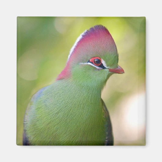 Closeup turaco of fischer magneet (Voorkant)