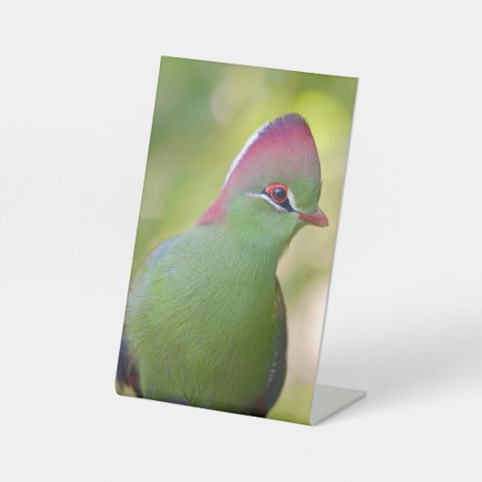 Closeup turaco of fischer reclamebord met voetstuk (Voorkant)