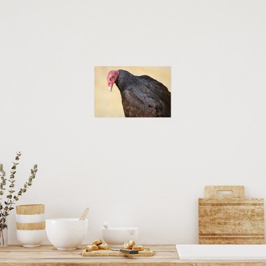 Closeup turkey vulture poster (Keuken)