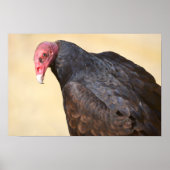 Closeup turkey vulture poster (Voorkant)