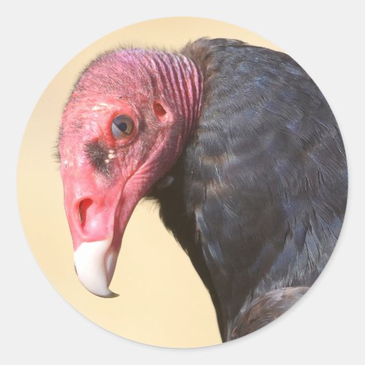 Closeup turkey vulture ronde sticker (Voorkant)