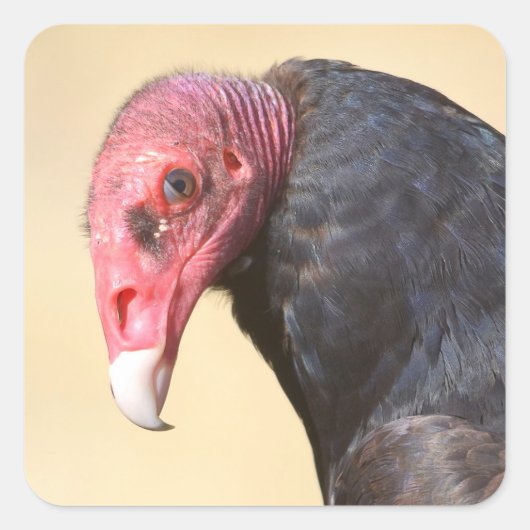 Closeup turkey vulture vierkante sticker (Voorkant)