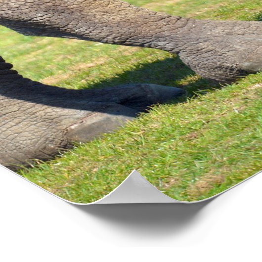 Closeup twee Indische neushoorns Poster (Hoek)