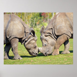 Closeup twee Indische neushoorns Poster