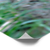 Closeup van Harris Hawk gezien vanaf boven Briefka Poster (Hoek)