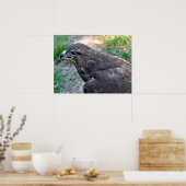 Closeup van Harris Hawk gezien vanaf boven Briefka Poster (Keuken)