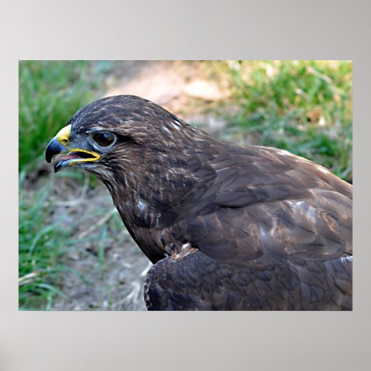Closeup van Harris Hawk gezien vanaf boven Briefka Poster (Voorkant)
