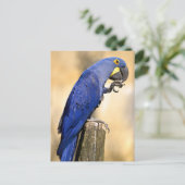 Closeup van Hyacinth macaw, aangebracht op houtpos Briefkaart (Staand voorkant)