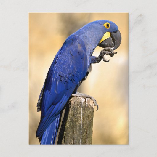 Closeup van Hyacinth macaw, aangebracht op houtpos Briefkaart (Voorkant)