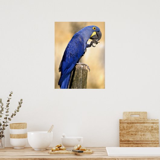 Closeup van Hyacinth macaw, aangebracht op houtpos Poster (Keuken)