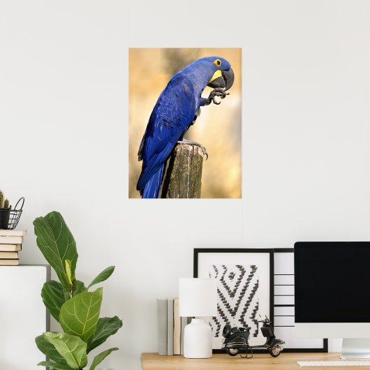 Closeup van Hyacinth macaw, aangebracht op houtpos Poster (Thuiskantoor)