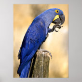 Closeup van Hyacinth macaw, aangebracht op houtpos Poster (Voorkant)