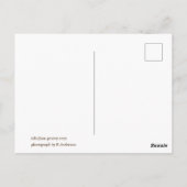 Clothesline, Trastevere, Italië Briefkaart (Achterkant)