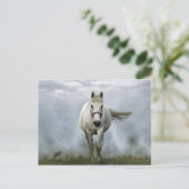 Cloud-foto  wit paard briefkaart (Staand voorkant)