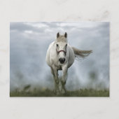 Cloud-foto  wit paard briefkaart (Voorkant)