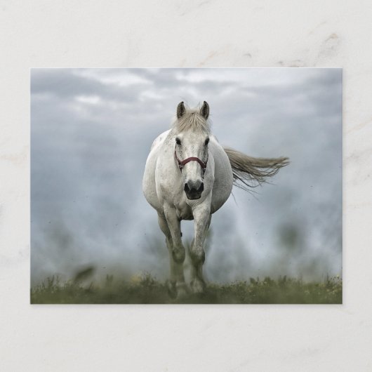 Cloud-foto  wit paard briefkaart (Voorkant)