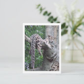 Cloud Leopard-Briefkaart Briefkaart (Staand voorkant)