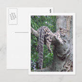 Cloud Leopard-Briefkaart Briefkaart (Voorkant / Achterkant)
