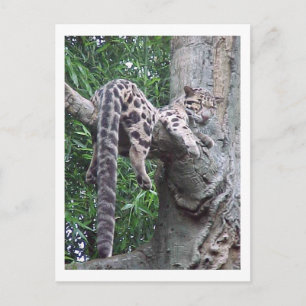 Cloud Leopard-Briefkaart Briefkaart