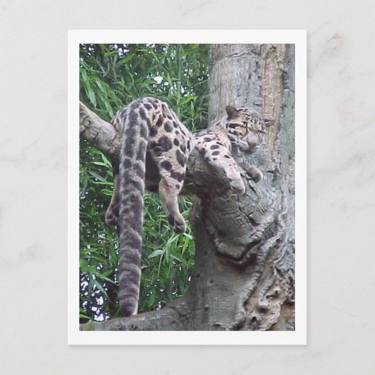 Cloud Leopard-Briefkaart Briefkaart (Voorkant)