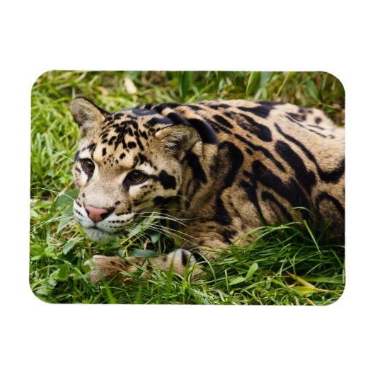 Cloud Leopard Magnet Magneet (Horizontaal)