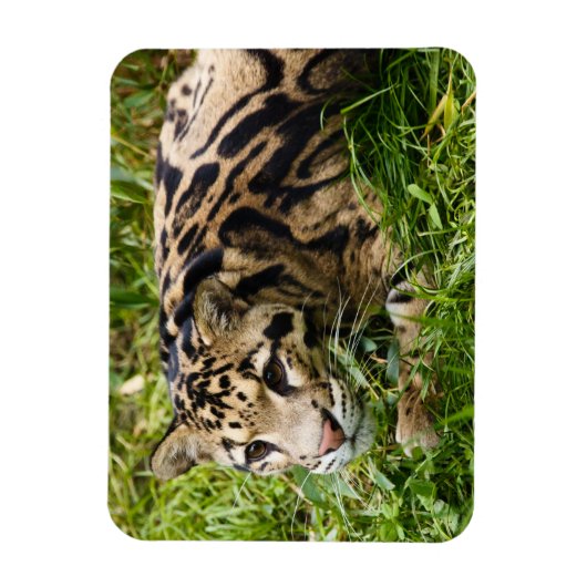 Cloud Leopard Magnet Magneet (Verticaal)