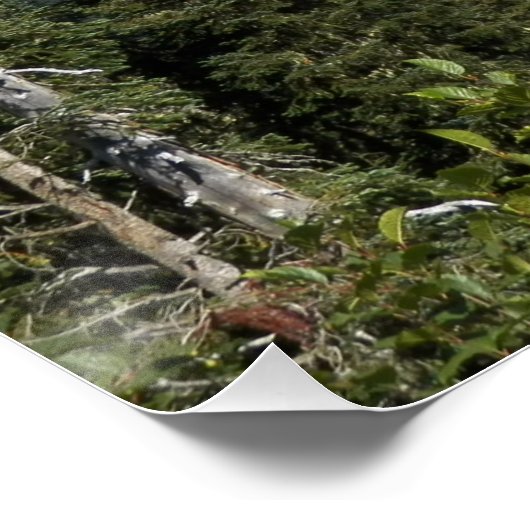 Cloud passeren over Rainier Foto Glossy Perfect Poster (Hoek)