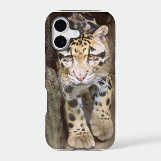 Clouded Leopard