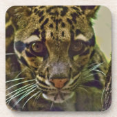 Clouded Leopard Bier Onderzetter (Voorkant)
