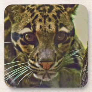 Clouded Leopard Bier Onderzetter