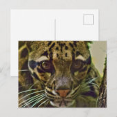 Clouded Leopard Briefkaart (Voorkant / Achterkant)
