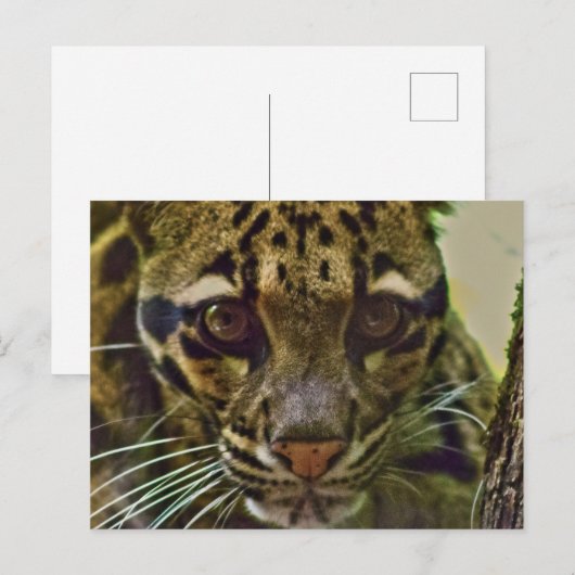 Clouded Leopard Briefkaart (Voorkant / Achterkant)