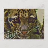 Clouded Leopard Briefkaart (Voorkant)