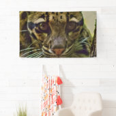 Clouded Leopard Spandoek (Insitu)