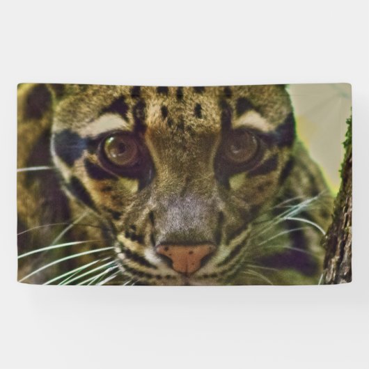 Clouded Leopard Spandoek (Horizontaal)