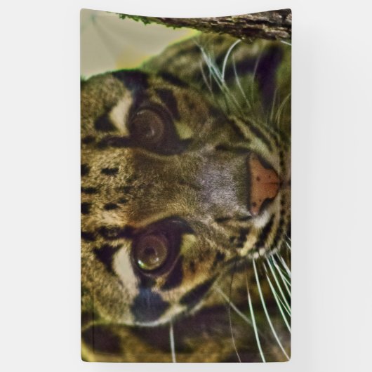 Clouded Leopard Spandoek (Verticaal)