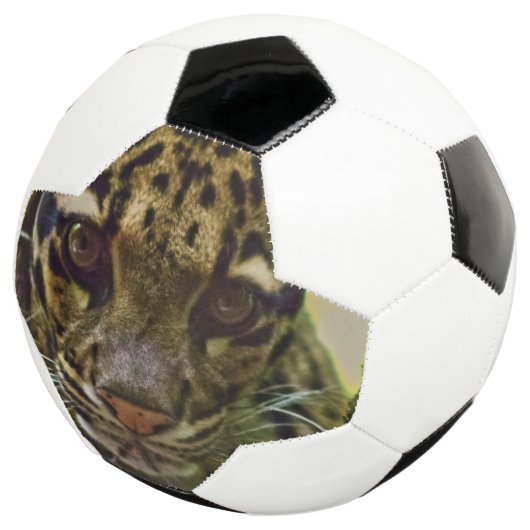 Clouded Leopard Voetbal (Drie kwart)