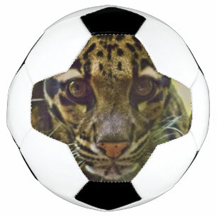 Clouded Leopard Voetbal