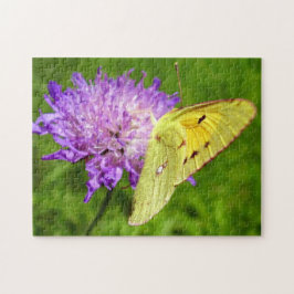 Clouded Yellow Vlinder Foto Puzzel en Cadeau Doos
