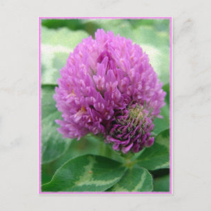 Clover Art Briefkaart