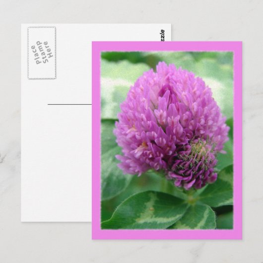 Clover Art Briefkaart (Voorkant / Achterkant)