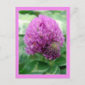 Clover Art Briefkaart (Voorkant)