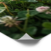 Clover Badger Meadow Luck Poster (Hoek)