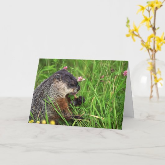 Clover-etende grondhog Kaart (Gele Bloem)