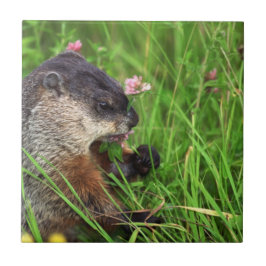 Clover-etende grondhog tegeltje