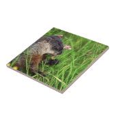 Clover-etende grondhog tegeltje (Zijkant)