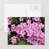 Clover flowers - Postcard Briefkaart (Voorkant / Achterkant)