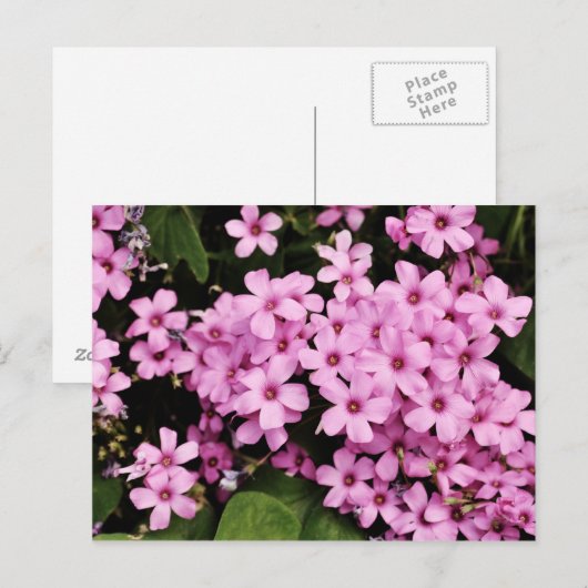 Clover flowers - Postcard Briefkaart (Voorkant / Achterkant)